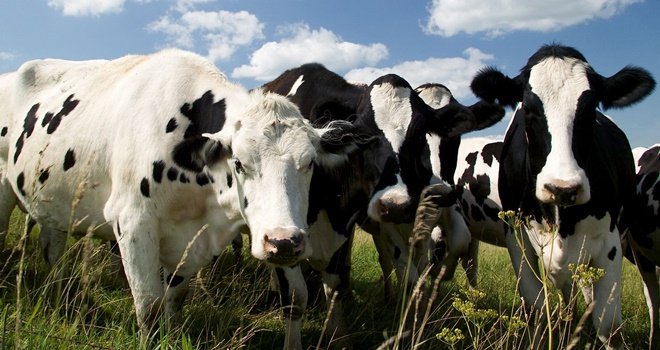 buyukbas-hayvan-yetistiriciligi