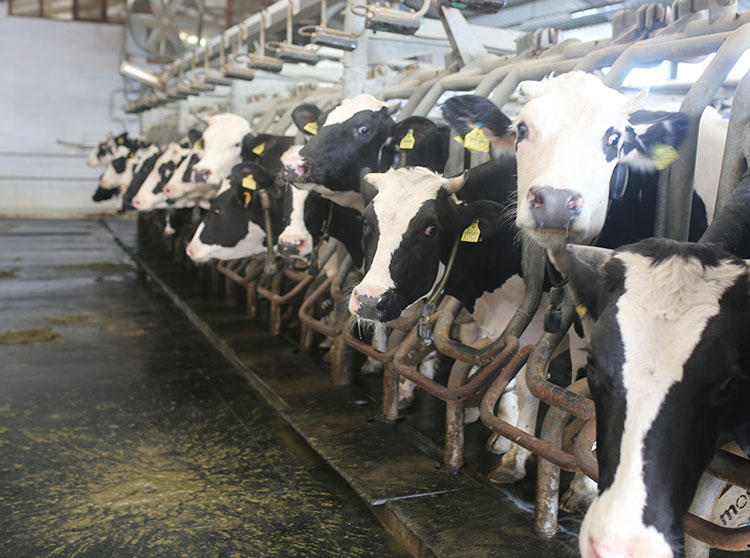 gebe-duve-satisi1579524115