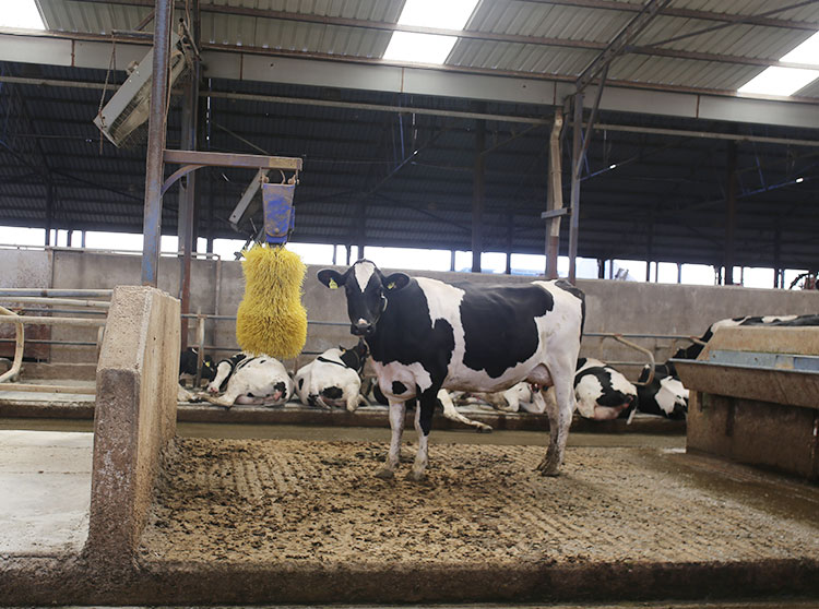 gebe-duve-satisi1579524131