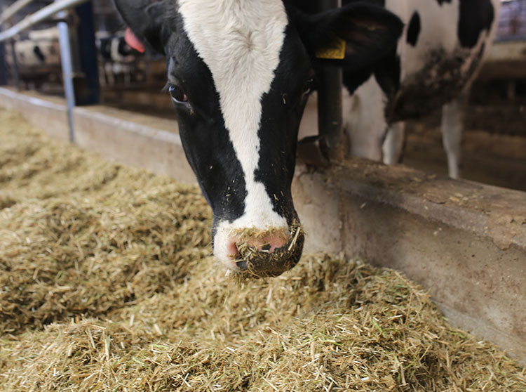 gebe-duve-satisi1579524140