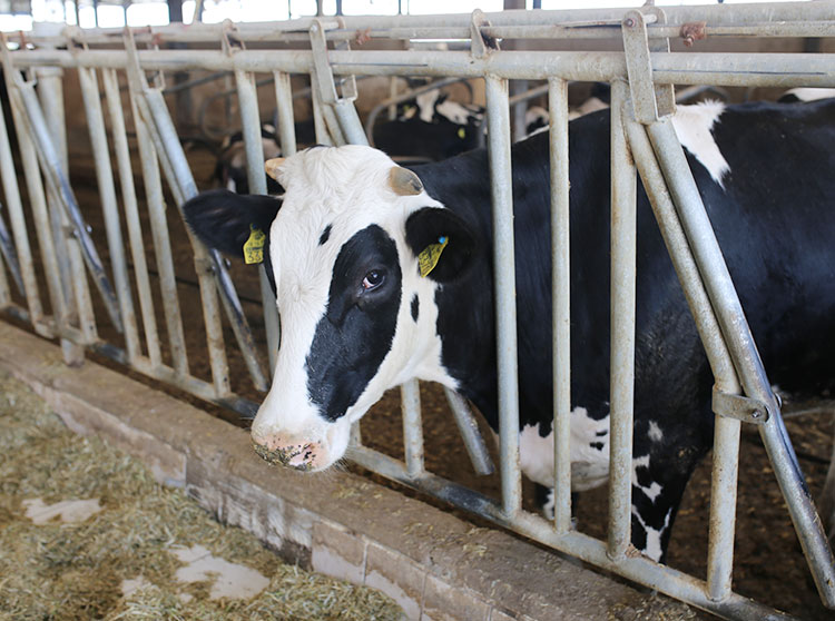 gebe-duve-satisi1579524150