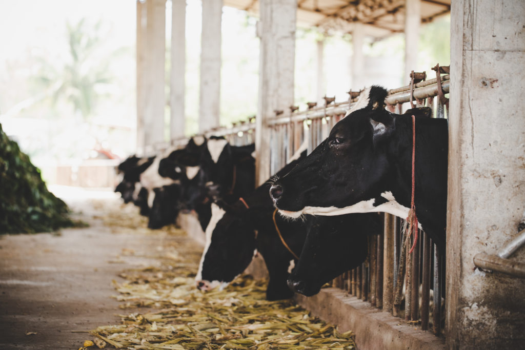 heads of black and white holstein cows feeding on grass in stabl