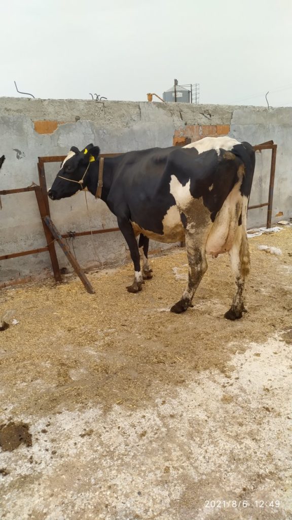 img_20210806_124903_DSDceD4Hms