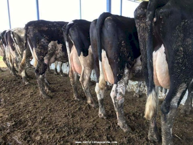 img_x500_5f36710ee73998-68201672-89625025