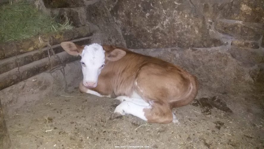 img_x500_5f43bcb06cc508-39107597-52378460